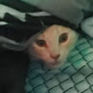 Meet your Posher, Alayna